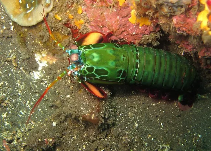 Курортный комплекс Asian Belgian Dive