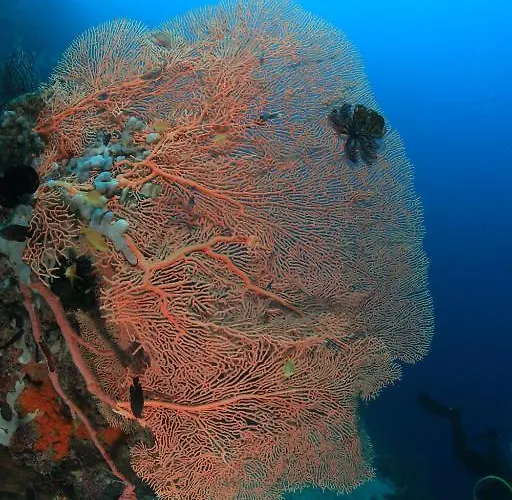 Asian Belgian Dive