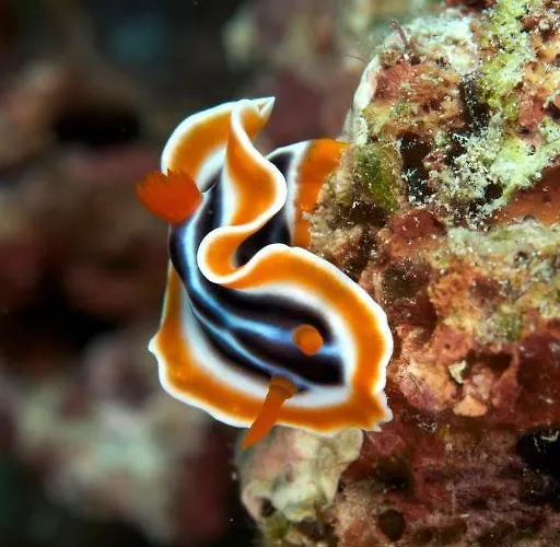 Asian Belgian Dive